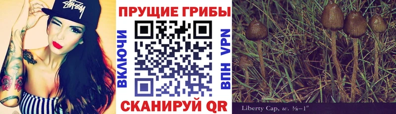 сколько стоит  Рязань  Галлюциногенные грибы Psilocybe 